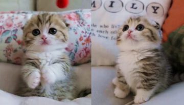 Having a Bad Day?  Here’s the Cutest Kitten Ever!