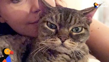 Aggressive Cat Shocks Mom By Becoming A Snugglebug