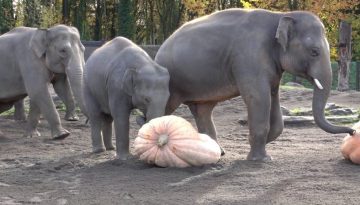 Elephants Demolishing Pumpkins