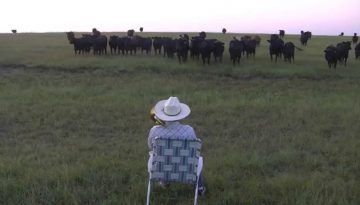 Serenading the Cattle With a Trombone