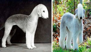 The Rarest Dog Breeds in the World