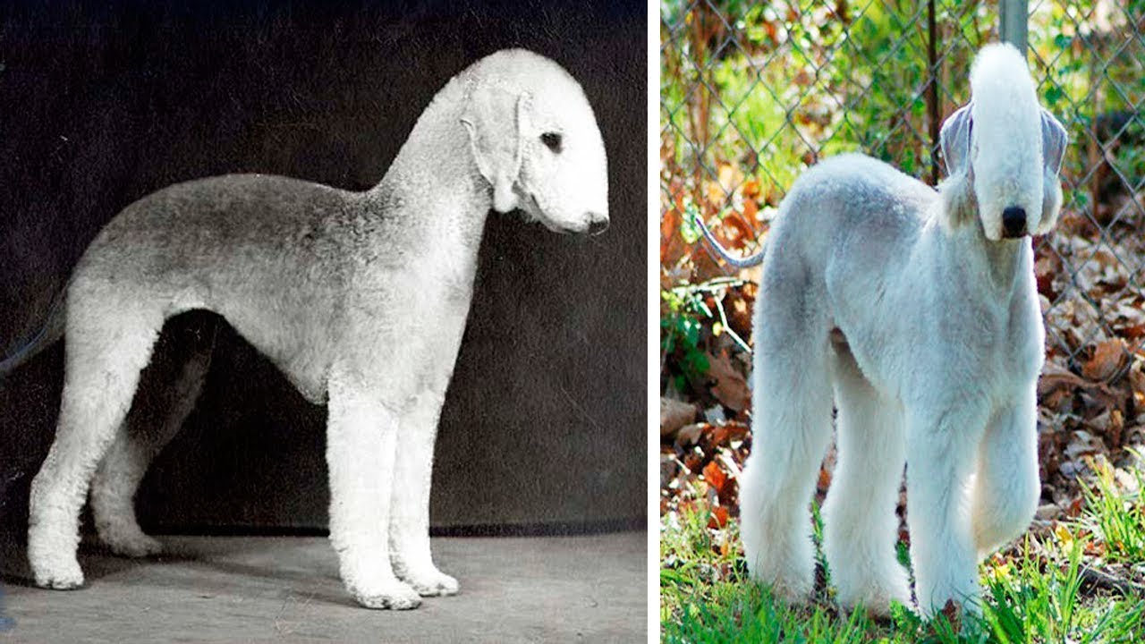 the-rarest-dog-breeds-in-the-world-1funny