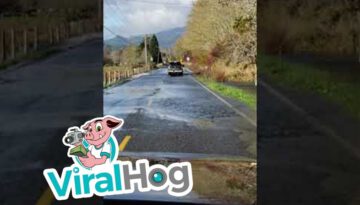 Why Did the Salmon Cross the Road?