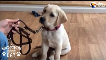 Guide-Dog-Gets-So-Excited-When-She-Sees-Her-New-Home-SMUDGE-The-Dodo-Adoption-Day