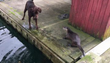 Otters Playing Tag With Labs
