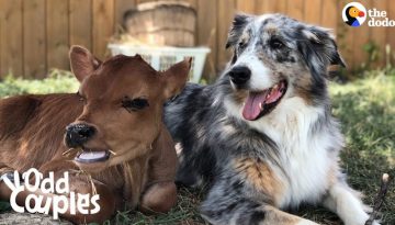 Dog Is SO Protective Of His Baby Cow Brother