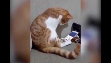 Cat Misses His Deceased Owner