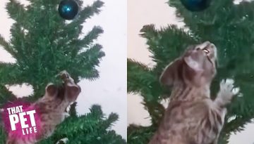 Cats vs. Christmas Trees 2