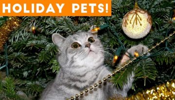 Cutest Holiday Pets Compilation