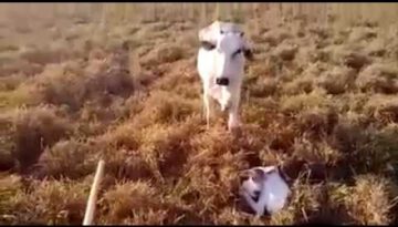 Donkey Protects Rancher From Mama Cow as He Attends to Her Calf