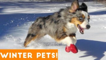 Funniest Winter Animal Video Compilation
