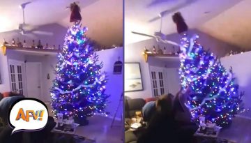 Funny and Cute Christmas Tree Fails