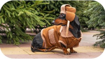 How to Choose a Christmas Tree With Doxie the Dachshund