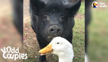 Laid Back Pig Can’t Get Enough of This Very Intense Duck