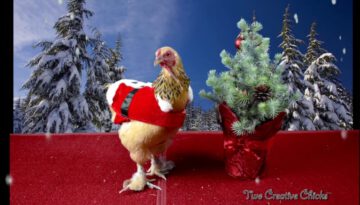 Merry Chickmas!