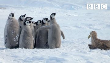 Penguin Chicks Rescued by Unlikely Hero