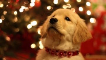 Top 7 Cute & Funny Christmas Commercials of the Year