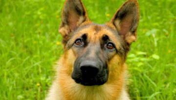 8 Funniest German Shepherd Videos