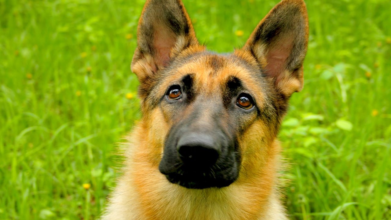 8 Funniest German Shepherd Videos - 1Funny.com