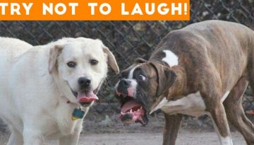 Try Not to Laugh at This Ultimate Funny Dog Video Compilation