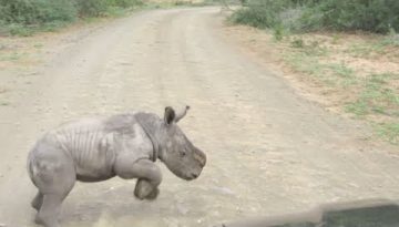Baby Rhino Charges at Car
