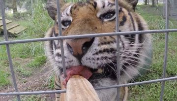 Big Cats Getting Snacks