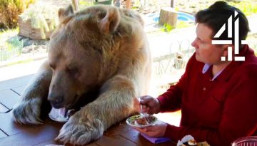 Breakfast With Your Pet Bear