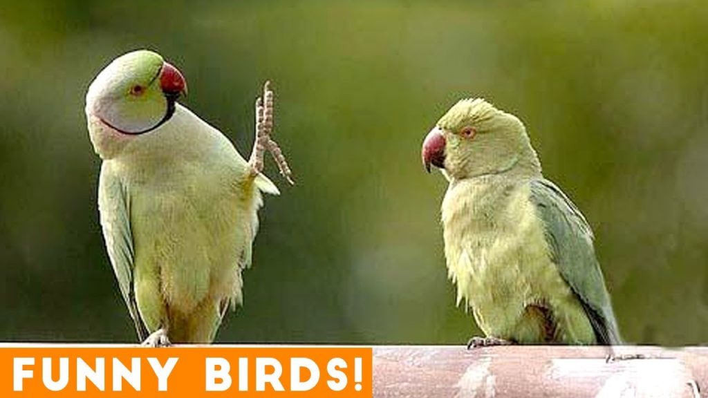 Funny parrot videos 2019 hot sale