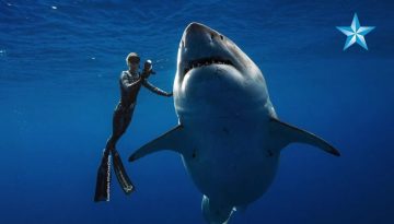 Giant Great White Shark Thrills Divers Off Oahu