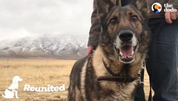 Military Dog Is SO Happy To Finally Be Home With His Dad