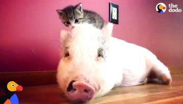Pig Raised by Cats Thinks He’s One of Them Now