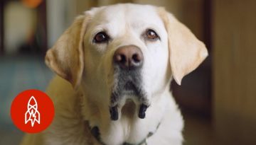 These ‘Canine Ambassadors’ Are About to Make Your Vacation Adorable