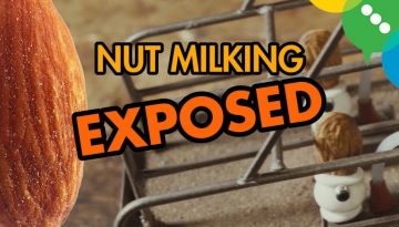 Where Almond Milk Comes From