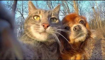 Weirdest Relationship between Cats and Dogs Compilation