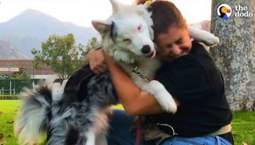 Deaf and Blind Dog Knows Special Language