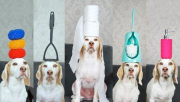 Dog Balances 100 Household Items on Head