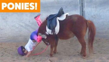 Funniest and Cutest Ponies