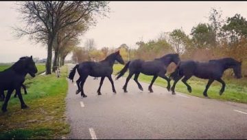 You Will Never Believe How These Amazing Friesian Horses Are Brought in