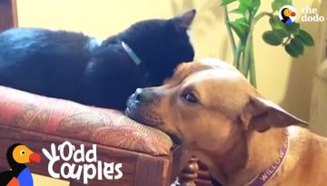 Kitten Becomes the Leader of Her Dog Pack
