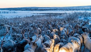 Stunning Reindeer Migration in Sweden
