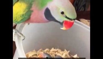 Parrot Says I Love You and Good Morning to Her New Babies