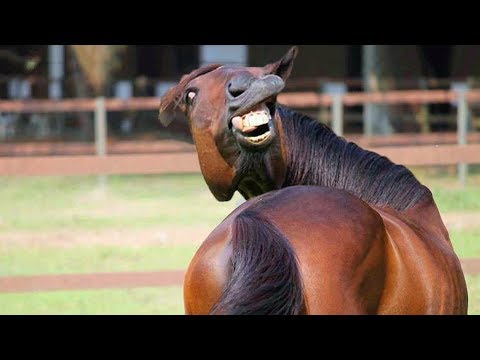 Funniest Animals – Try Not to Laugh – 1Funny.com