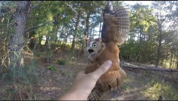 Rescuing a Screech Owl Tangled in Fishing Line