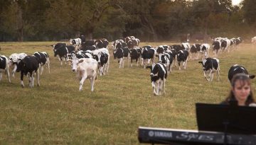 Florida Dairy Farmer Holds Concert for Dairy Cows