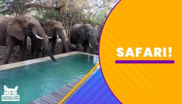 Fun and Crazy Encounters on a Safari