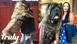 Ultimate Guard Dog Weighs 200lbs