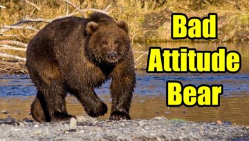 Bad Attitude Kodiak Bear