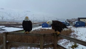 A Barking Eagle With A Friend On My Porch