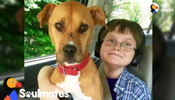 Boy And Rescue Dog Have The Most Remarkable Bond