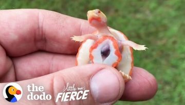 Turtle Born With Exposed Heart Is the Most Unique in the World